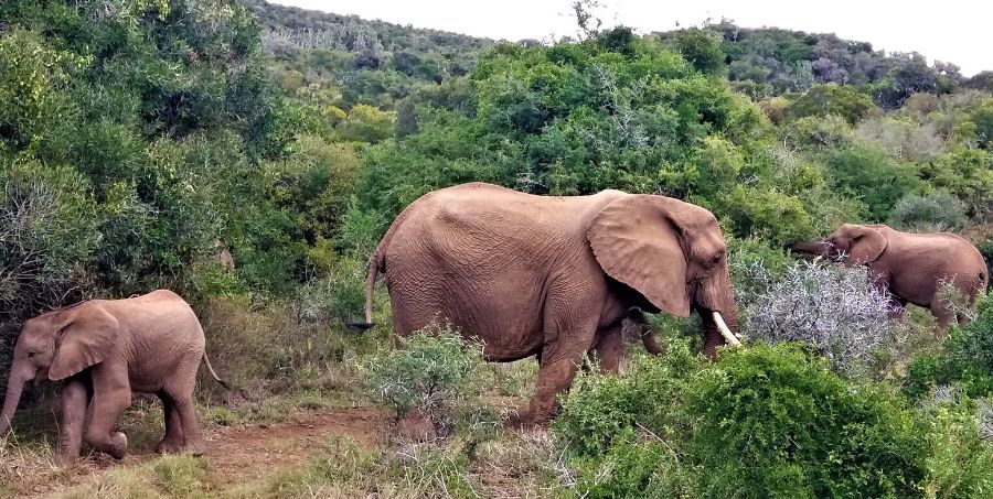 See elephants on Safari in South Africa