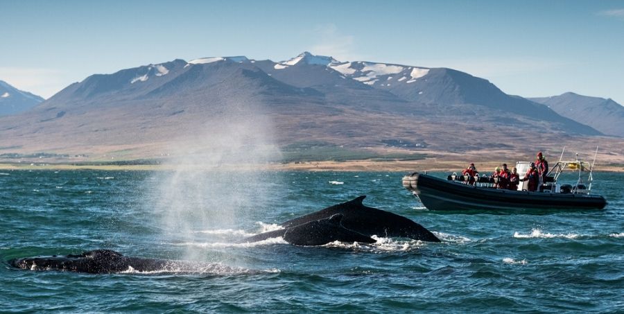 Whale watching tours in Iceland