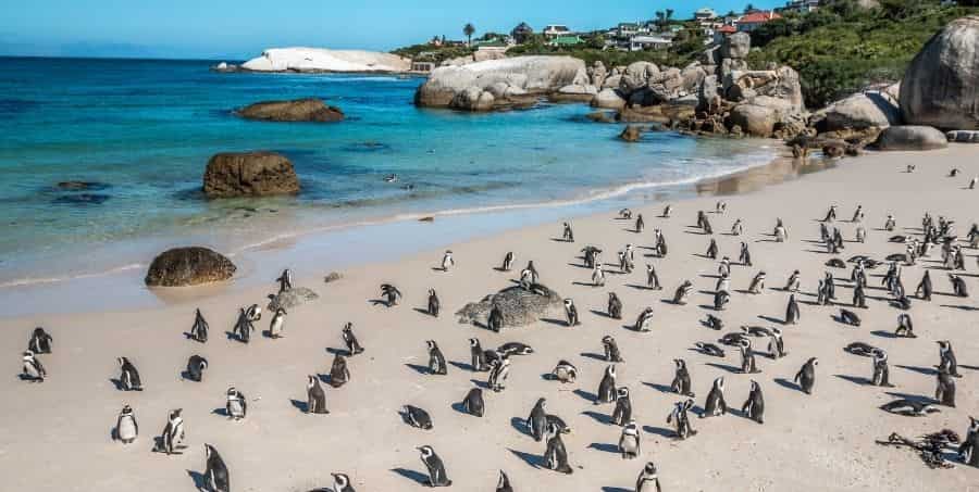 Visit Boulders Beach on South Africa holiday