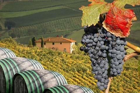 Italian Vineyard Experience Classic Tuscany Puccini Opera Festival image